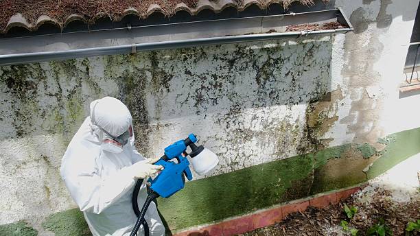 Top rated local Crawl Space Mold Remediation specialists in Spring Lake, MI